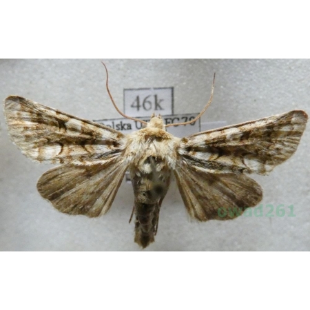 Hadena irregularis (Hufnagel, 1766) Poland46k